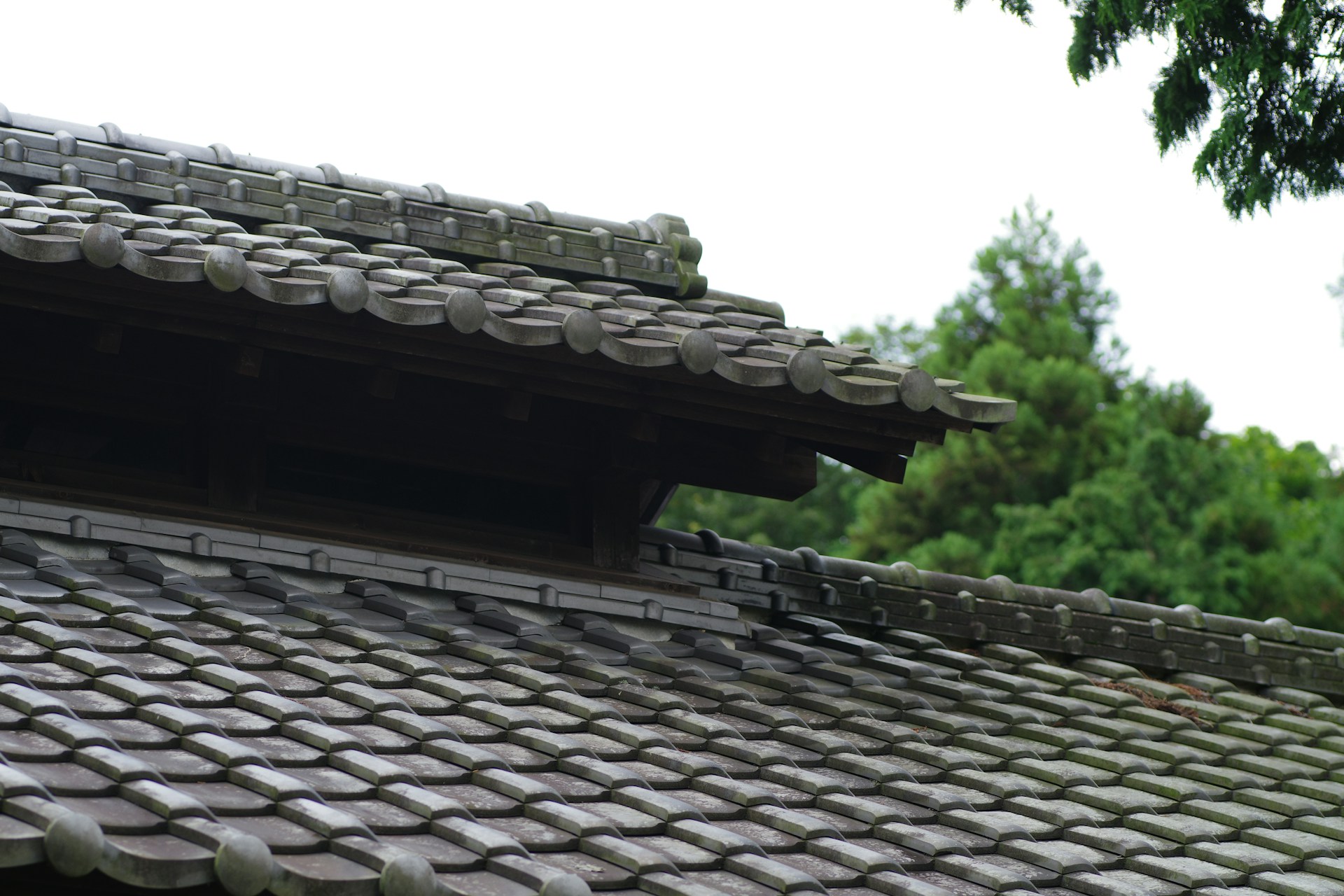 Shingle Roof