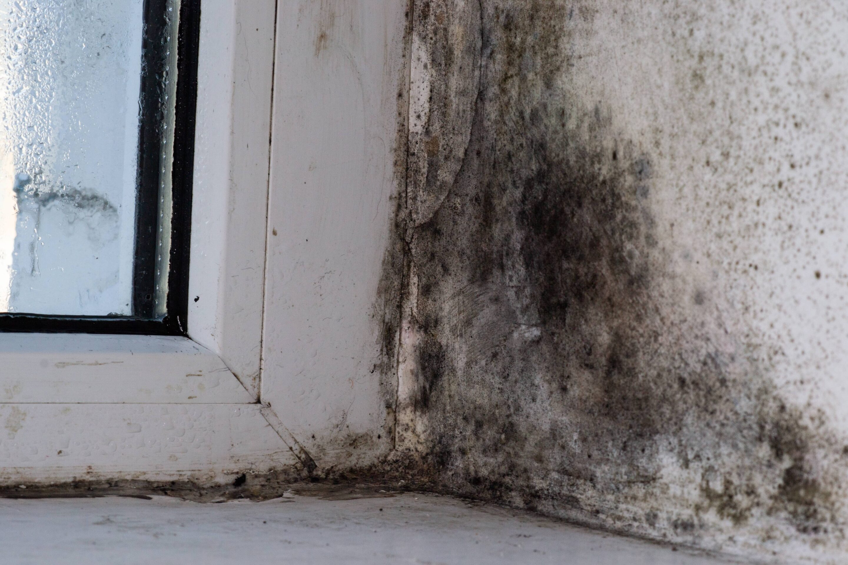 Mold Remediation in Arlington TX Mold remediation specialist removing mold from an Arlington Texas home