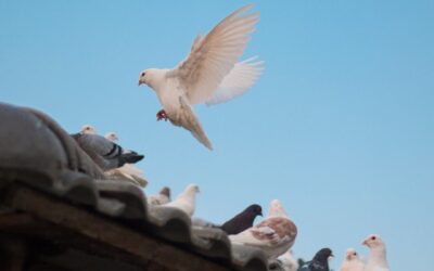 Birds Pecking Roof: Causes, Damage, and Easy Prevention Tips