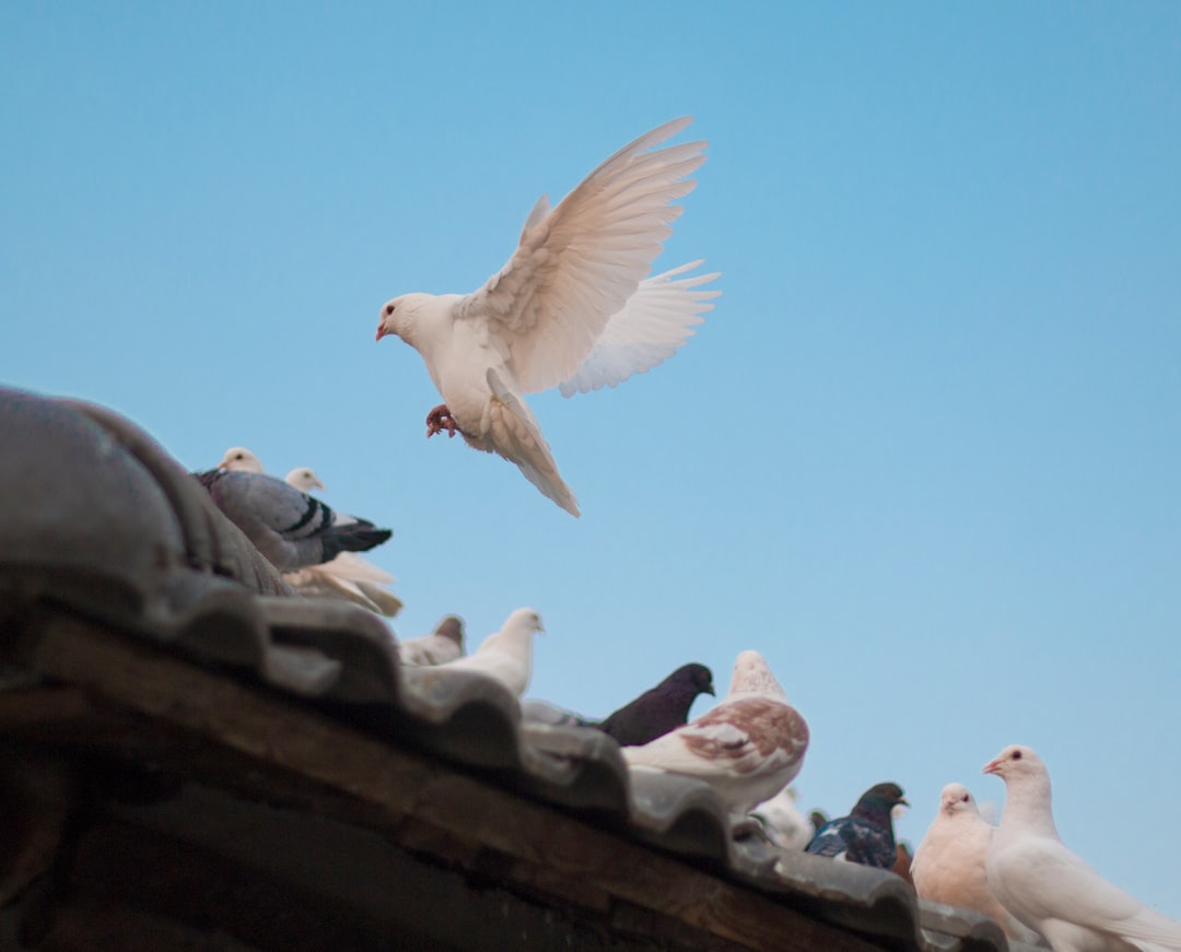 birds pecking roof