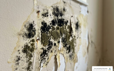 get rid of the grime with expert black mold remediation image Get Rid of the Grime with Expert Black Mold Remediation