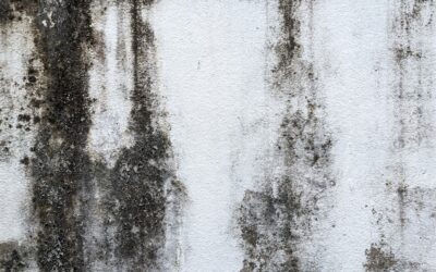 how to remove mold in 5 simple steps image How to Remove Mold in 5 Simple Steps