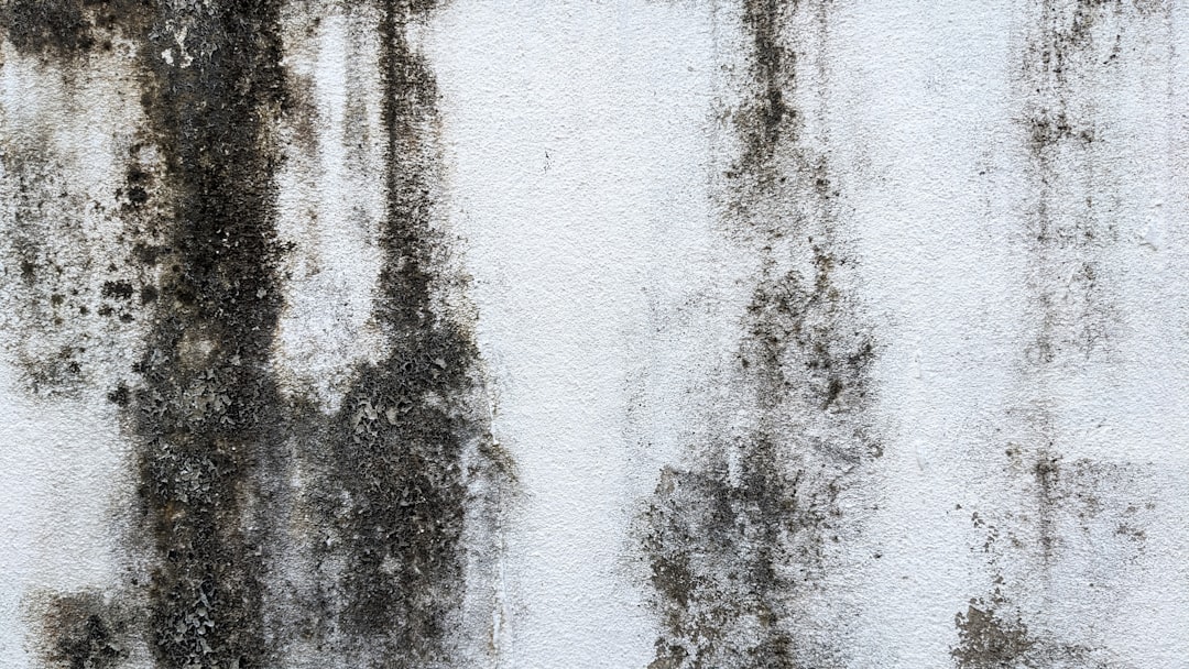 how-to-remove-mold-in-5-simple-steps-image mold and mildew mitigation on a wall with visible dark mold growth and moisture damage